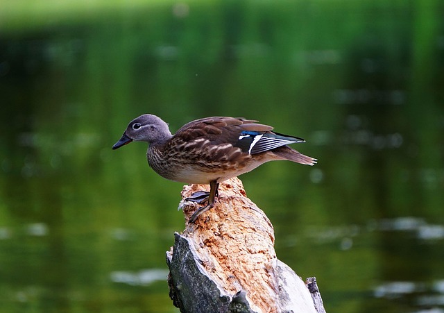 De 7 hyppigste fejl i krydsord – og hvordan du undgår dem